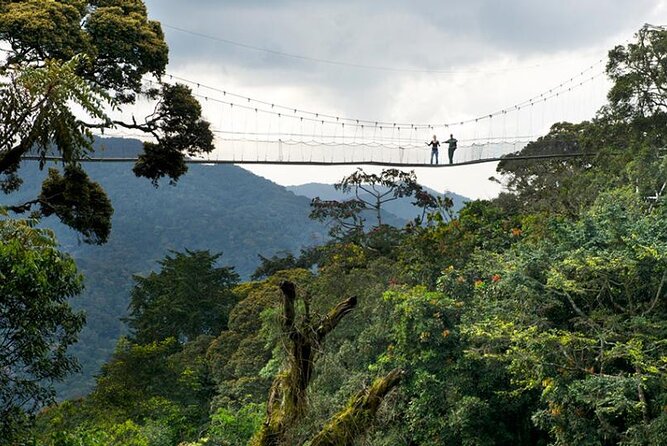 Nyungwe Exploration