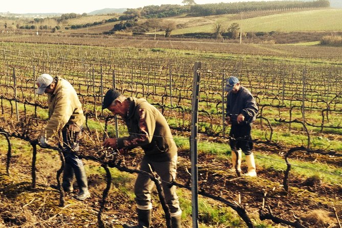 Óbidos & Local Winery - Private Tour From Lisbon - Local Winery Visit