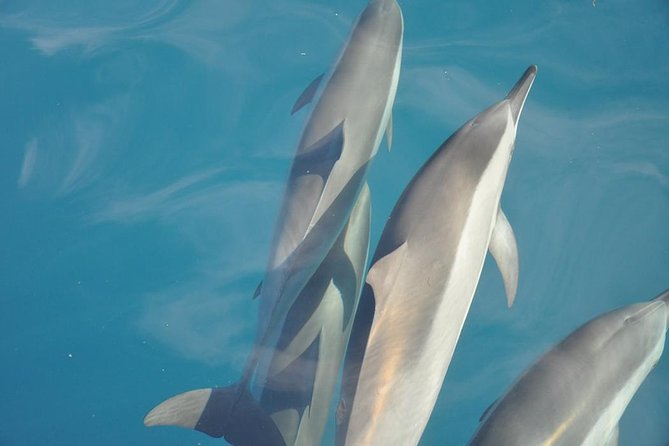 Ocean Swim With Dolphins - Activity Overview