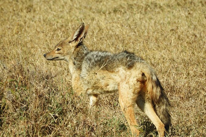 Ol Pejeta Conservancy Day Tour From Nairobi - Tour Highlights