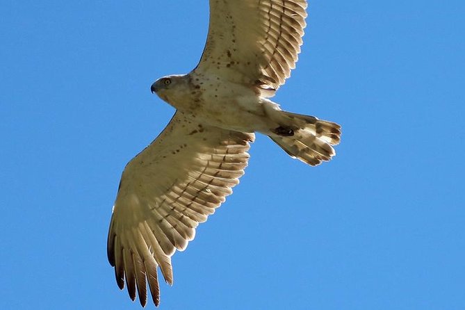One-day Birding Around Sofia - The Sum Up