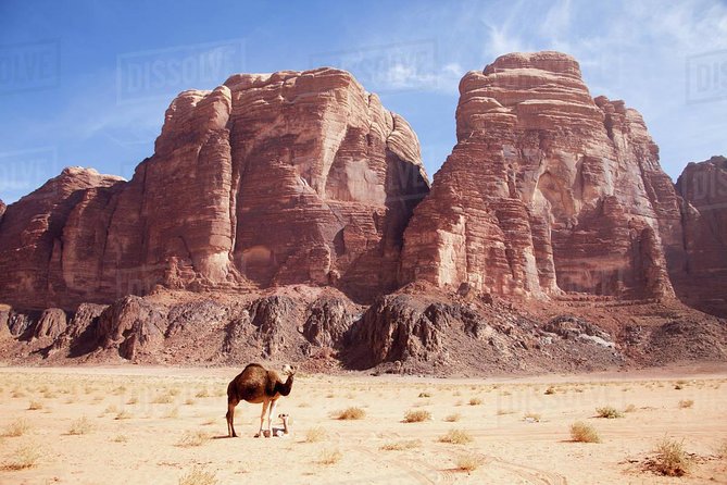 One Day Tour Wadi Rum - Meeting and Pickup Information