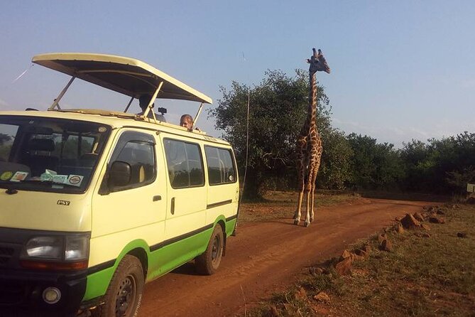 One Night (Mid-range) Amboseli National Park Safari - Safari Inclusions