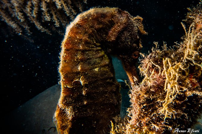 Open Water Diver Course [5 Days/18m] and Advanced Open Water Diver [2 Days/30m] - Equipment Included