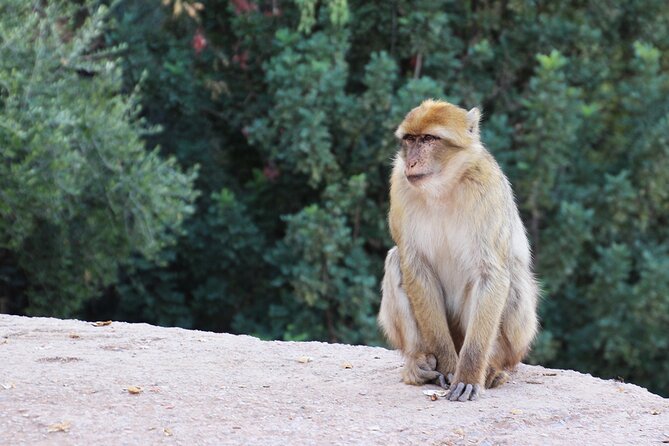 Ouzoud Waterfalls Private Day Trip From Marrakech - Itinerary Overview