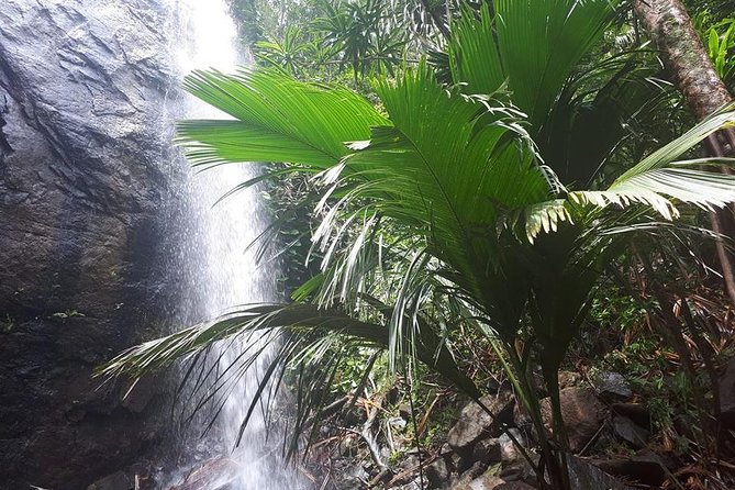 Palms and Pearls Full Day Tour