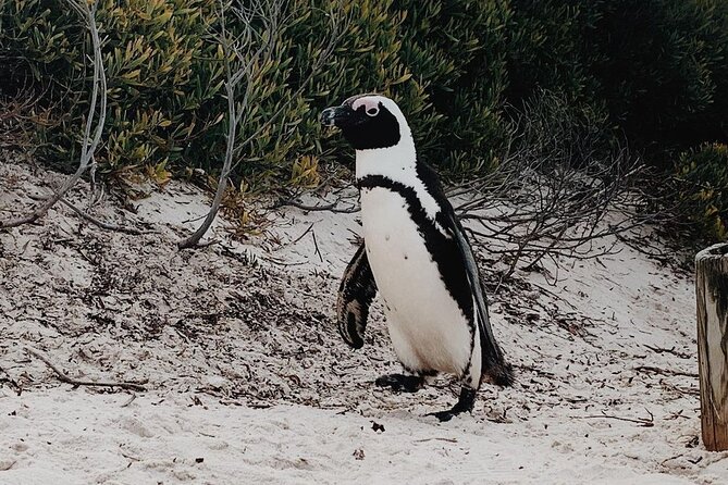 Penguins Private Tour- Cape of Good Hope & Cape Point Tour From Cape Town