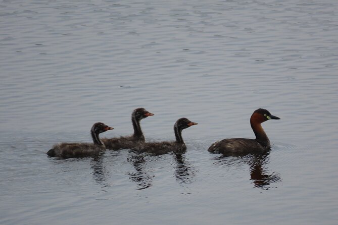 Phnom Penh Birding Experience and Brunch