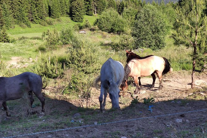 Private 2-Day Horseback Riding in Rhodope Mountains From Plovdiv - Tour Highlights