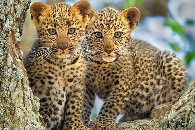 Private 3 Days Astounding Masai Mara Migration Safari. - Tour Overview