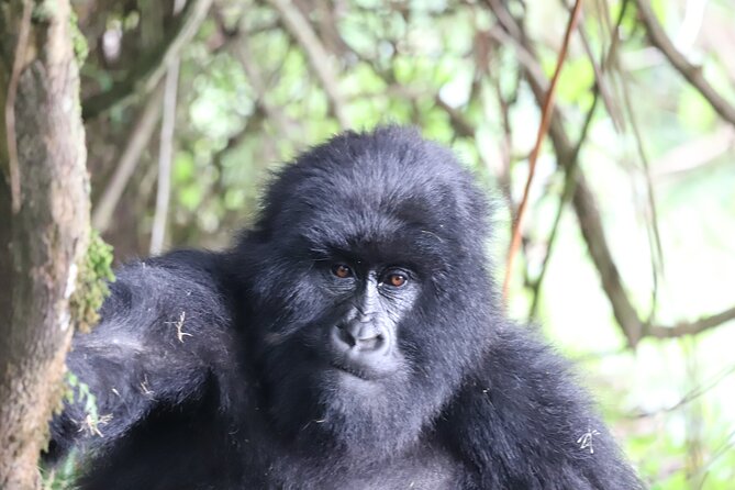 2 Best 4 Day Tours In Kabale