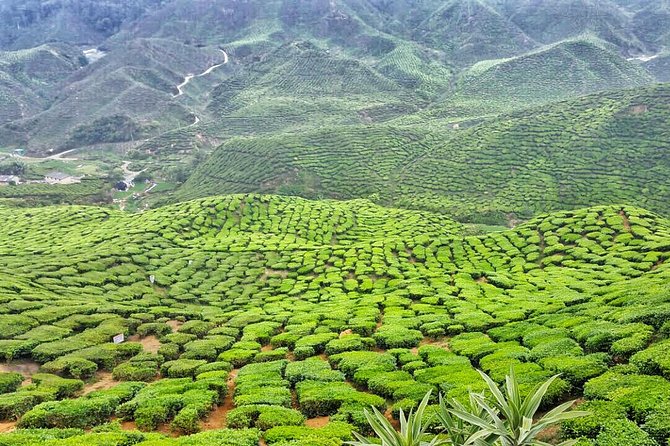[Private] Cameron Highland Full Day Tour From KL City - Pickup Details