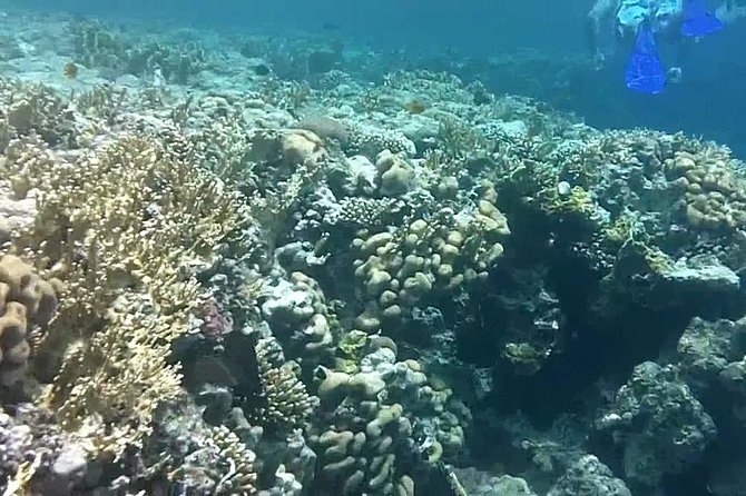Private Day Tour of Ras Mohammed National Park With Snorkeling - Inclusions and Amenities
