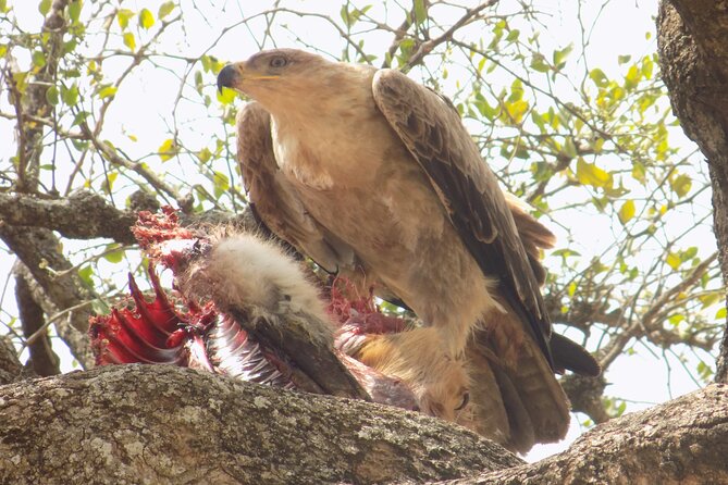 Private Day Trip at Lake Manyara National Park - Pricing Information