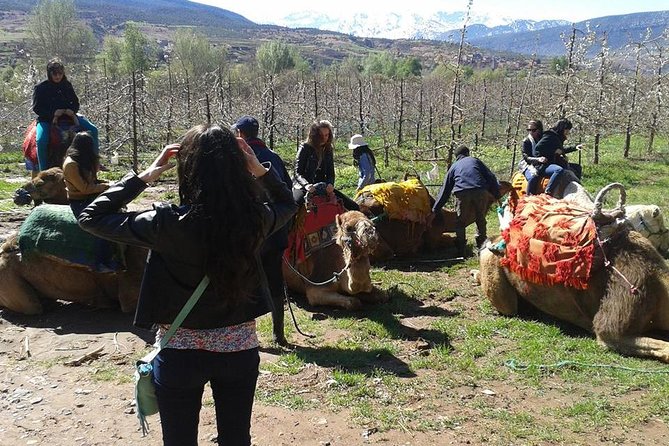 Private Day Trip From Marrakech: Camel Ride and Hike in the High Atlas Mountains - Tour Overview