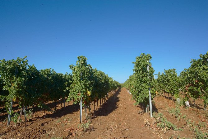 Private Day Trip From Plovdiv To Wine Cellars And Wine Tasting - Inclusions