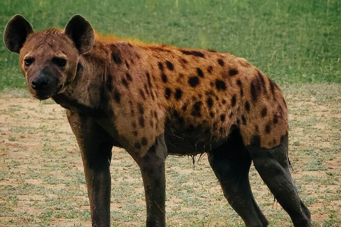 Private Day Trip Safari in Mikumi National Park - Safari Highlights