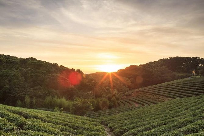 Private Day Trip to Kiambethu Tea Farm in Limuru From Nairobi - Inclusions