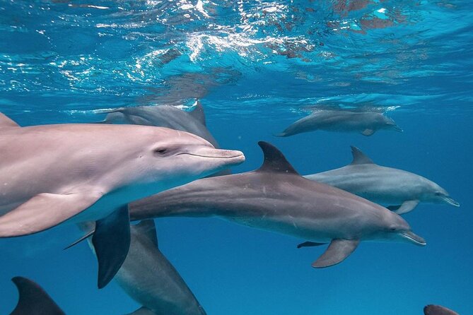 Private Dolphin Tour; Jozani Forest; Paje Beach; Kuza Cave & The Rock Restaurant - Inclusions