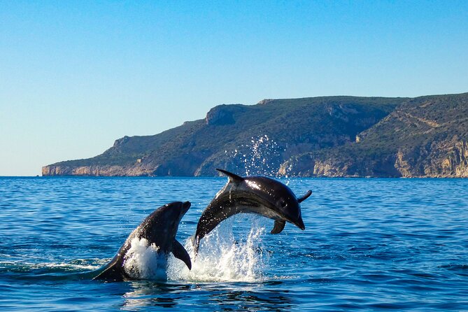 Private Dolphin Watching in Arrábida Natural Park - The Sum Up