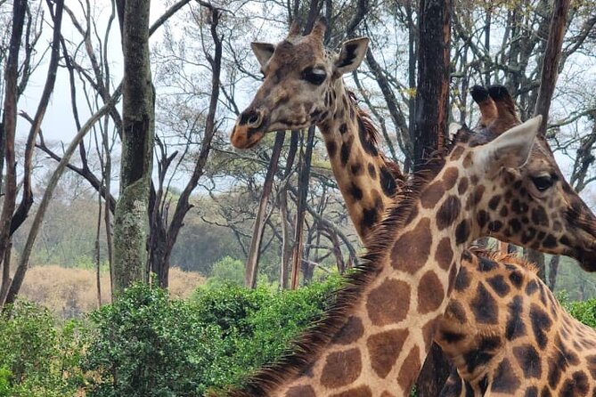 Private Full Day Tour in Lake Naivasha