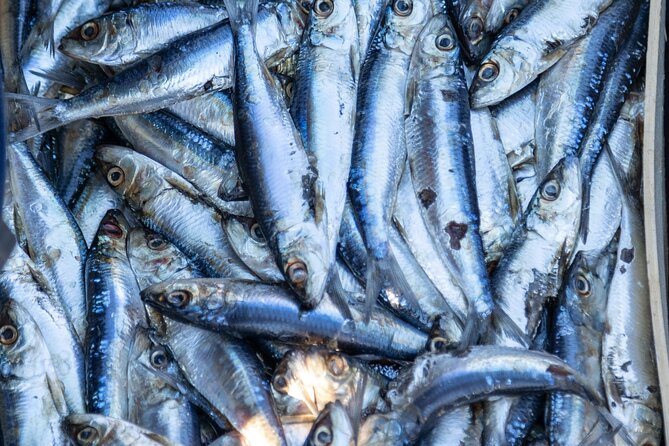 Private Full-Day Tuna Fishing in Tortoreto - Cancellation Policy