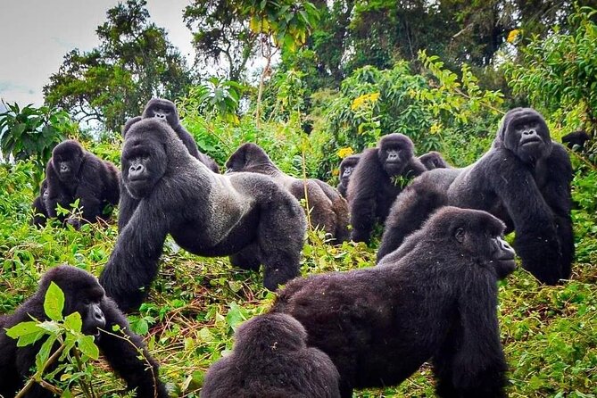 Private Gorilla Trekking Transfer From Kigali to Volcanoes N.Park - Pickup and Drop-off