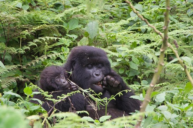 Private Gorilla Trekking Transfer From Kigali - Pricing