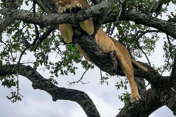 Private Guided Day Tour in Mikumi National Park - Location Details