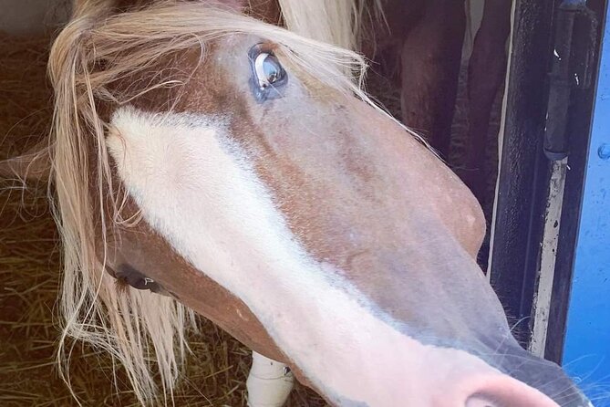 Private Horseback Ride at Sunset in Hammamet - Customer Feedback