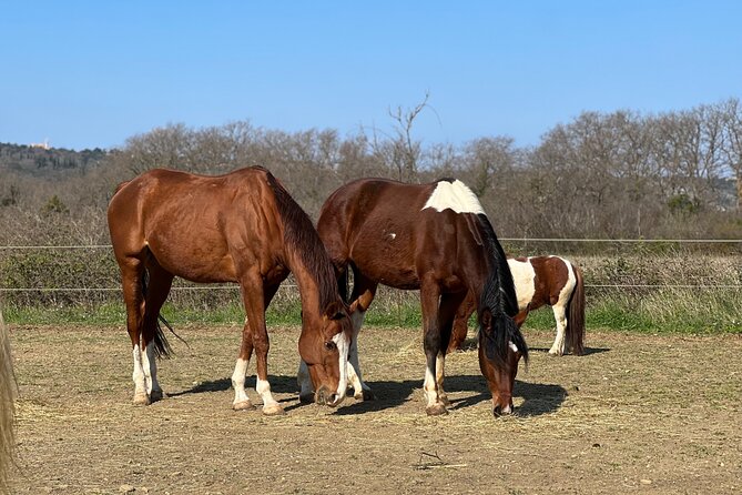 Private Horseback Riding and Family Time in Konavle Region - Meeting Point