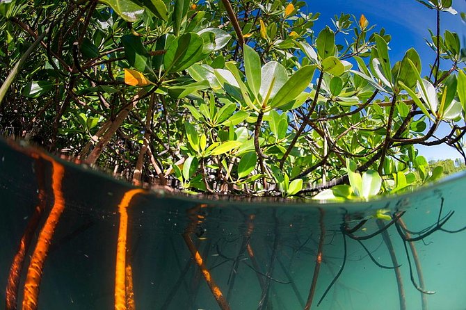 Private Mangrove Tour 2 Hour (max 8 People)