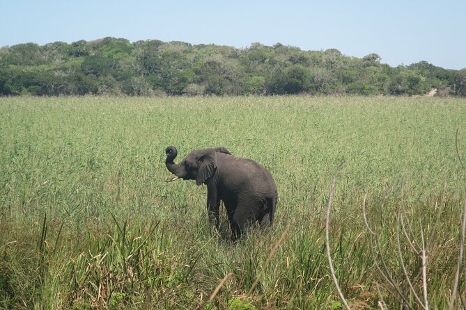 Private Maputo National Park Safari Day Tour With Pickup