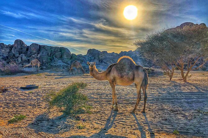 Private Moon Valley Hike Experience in Jeddah - Price and Booking Information