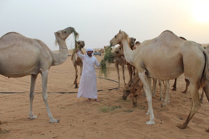 Private Morning Desert Safari From Dubai - Inclusions and Experiences