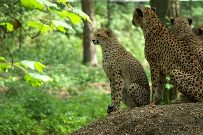 Private Multi-Day Masai Mara Mid Luxury Lodge Safari Tour by 4x4 Jeep - Accommodation Details