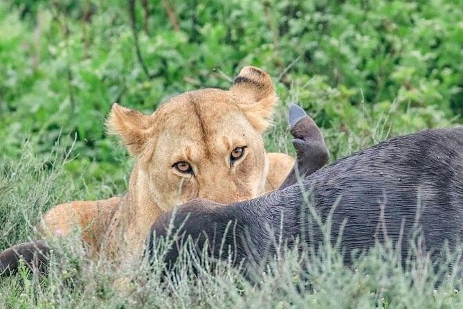 Private Multi Day Safari Tour in Tanzania - Tour Overview