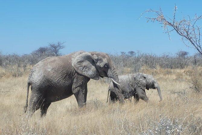 Private Multi-Day Tour Self-Drive for Beginners Safari in Namibia - Logistics Information