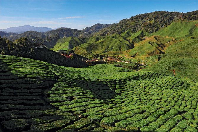 Private Nature Trip to Cameron Highlands From Kuala Lumpur - Tour Overview