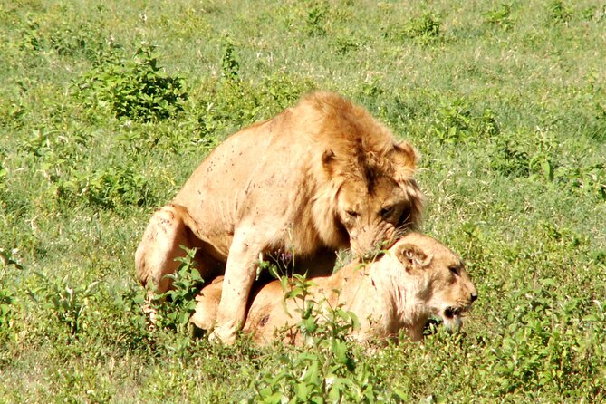 Private Ngorongoro and Tarangire 3-Day Safari From Zanzibar - Itinerary Overview