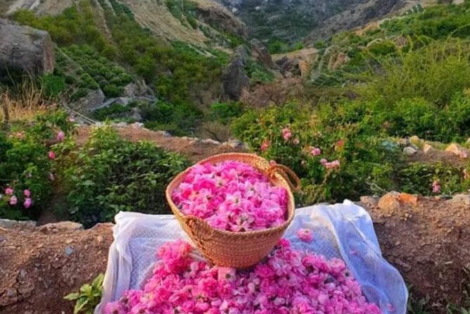 Private Oman Full Day Guided Sightseeing Tour - Reviews