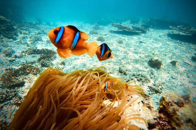 Private Scuba Diving Trips Muscat - The Sum Up
