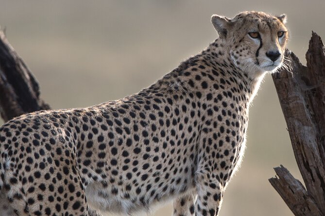 Private Serengeti Safari, Ngoro Crater & Tarangire National Park - Wildlife Encounters