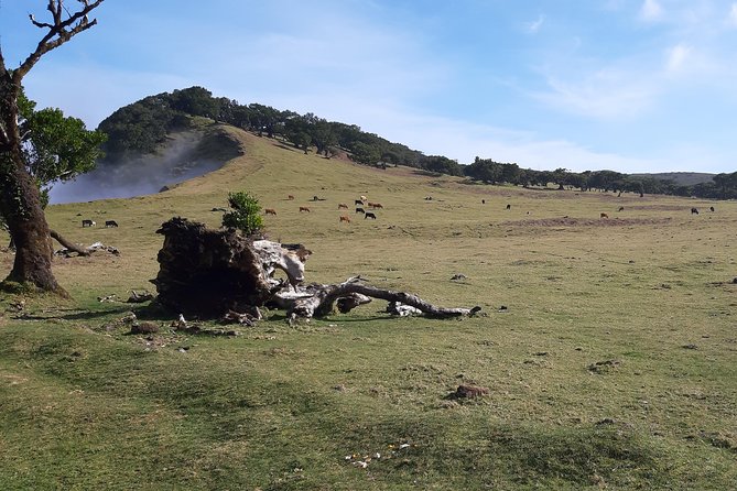 Private Service VIP Levada Dos Cedros – Fanal Walk - Pickup Information