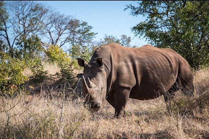 Private Tour - Game Drive & Rhino Walk Safari - Itinerary Overview