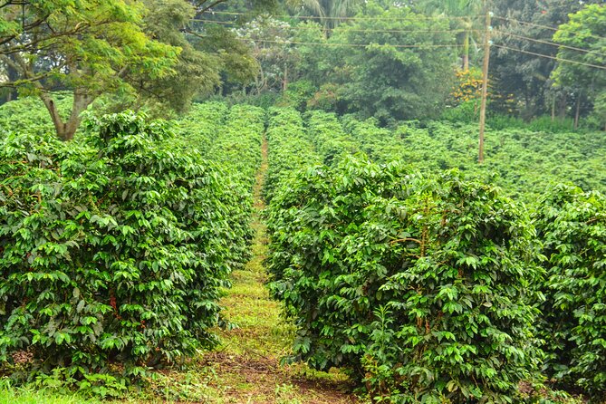 Private Tour to Fairview Coffee Farm in Nairobi With Pickup
