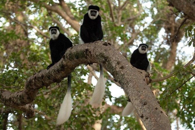Private Tour to Suba Forest and Highest Peak With Lunch