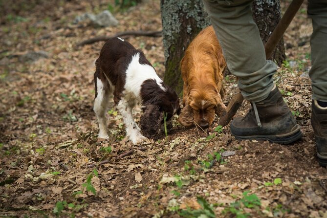 Private Truffles Hunting With Lunch From Florence - Tour Experiences