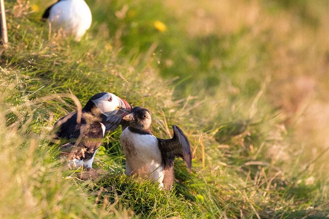 Puffin and Volcano Boat Tour - Reviews