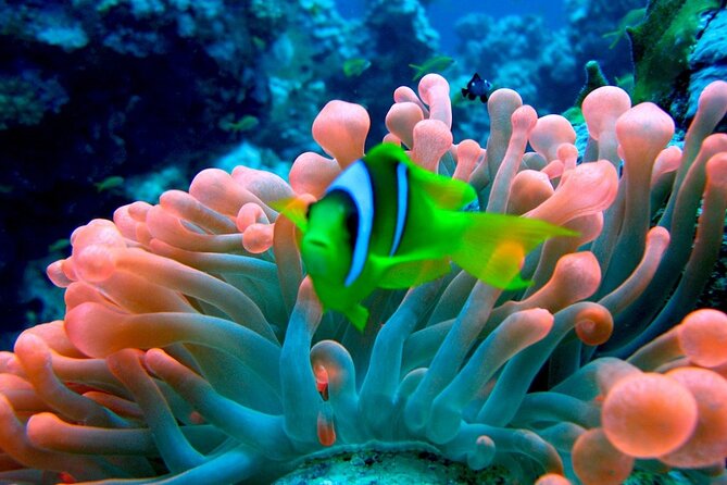 Ras Mohamed Nature Reserve Snorkeling Tour W/ White Island by Yacht